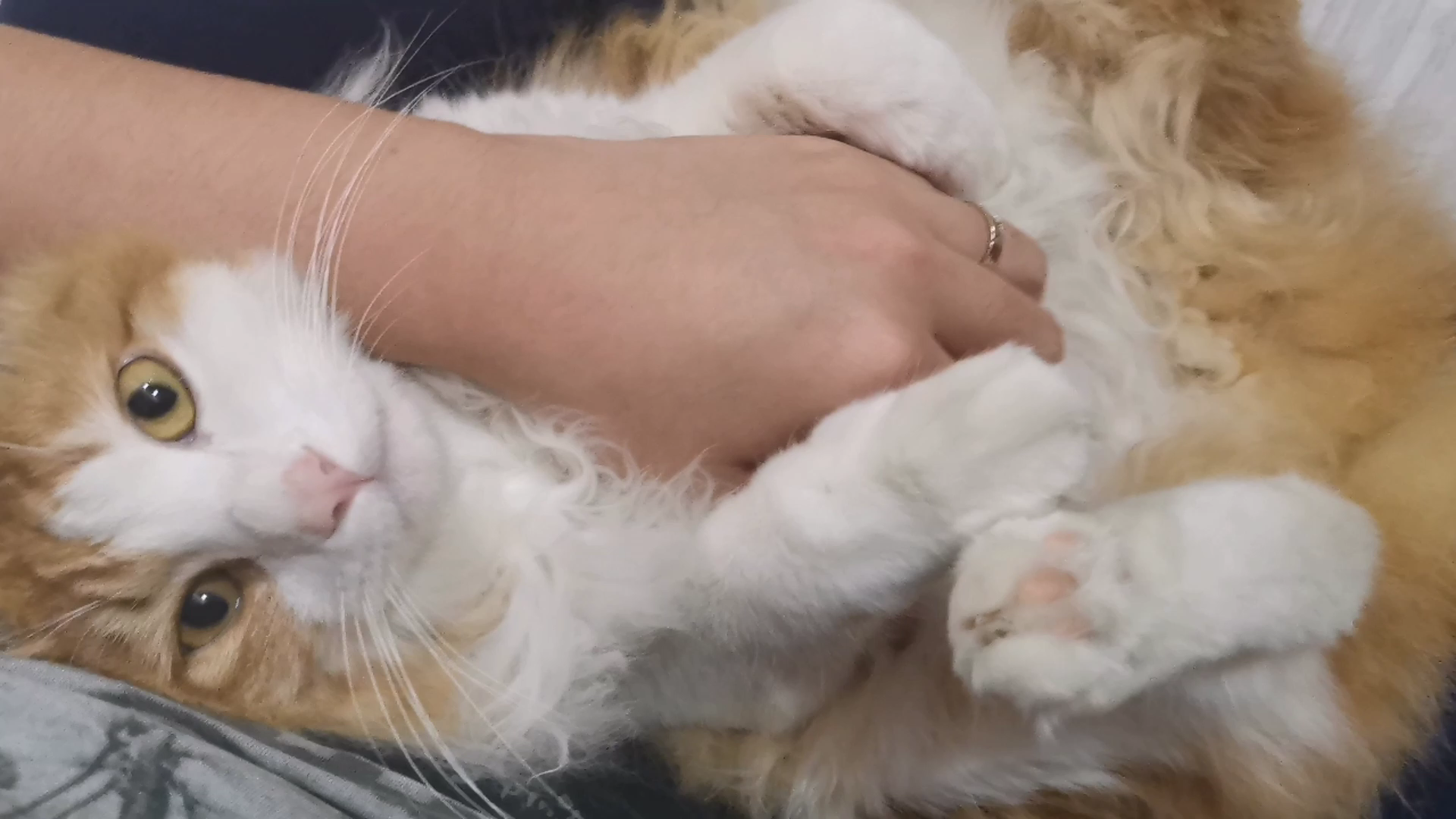 【烧麦】猫猫赖在我身上不肯走